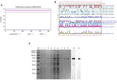 Detection of African swine fever virus antibodies in serum using a pB602L protein-based indirect ELISA